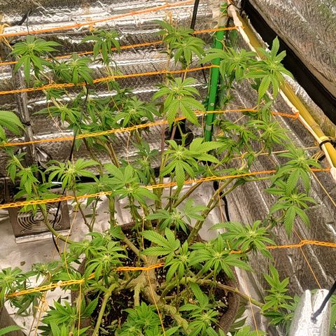 Nicol Punch #1 growlog timeline photo