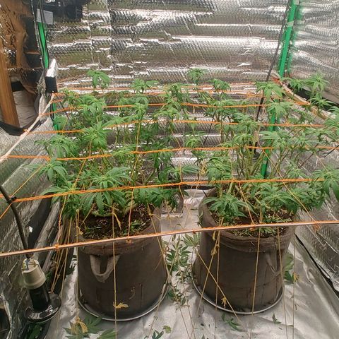 Nicol Punch #1 growlog timeline photo