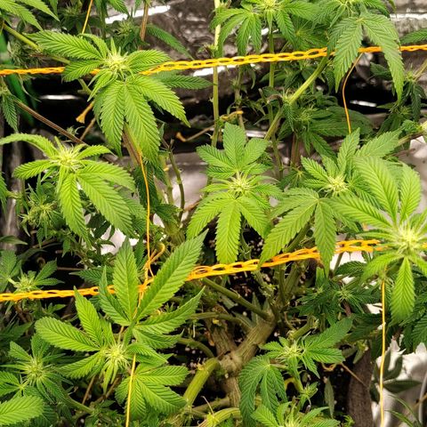 Nicol Punch #1 growlog timeline photo