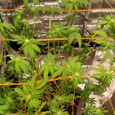 Nicol Punch #2 growlog timeline photo