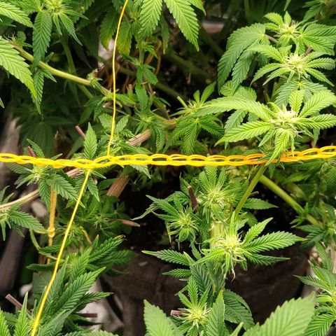 Nicol Punch #2 growlog timeline photo