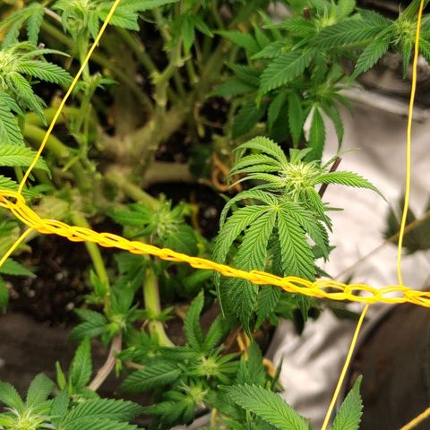 Nicol Punch #2 growlog timeline photo