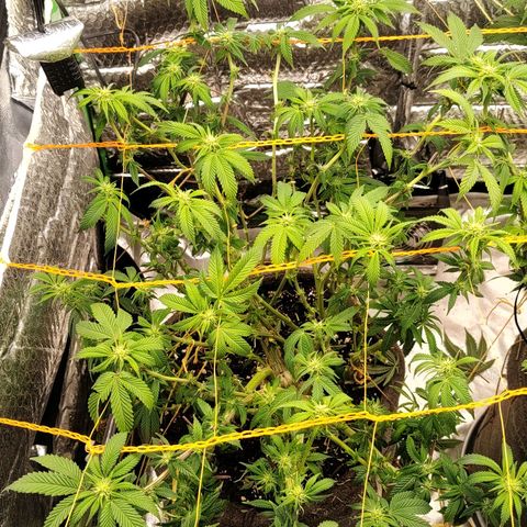 Nicol Punch #2 growlog timeline photo