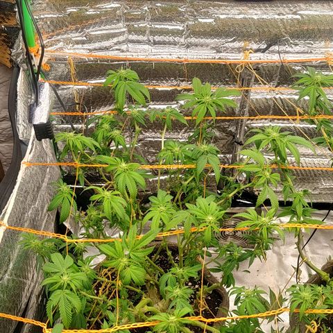 Nicol Punch #2 growlog timeline photo