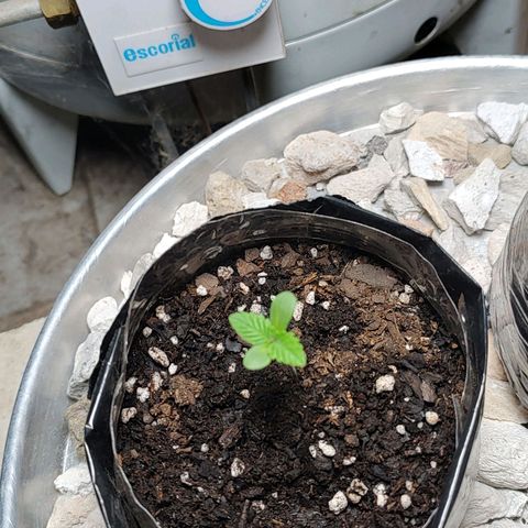 Foto de la cronología del growlog de Big-Auto- #1