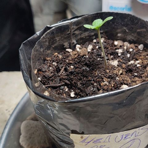 Foto de la cronología del growlog de Big-Auto- #1