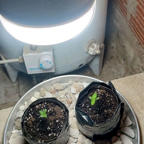 Big-Auto- #2 growlog timeline photo