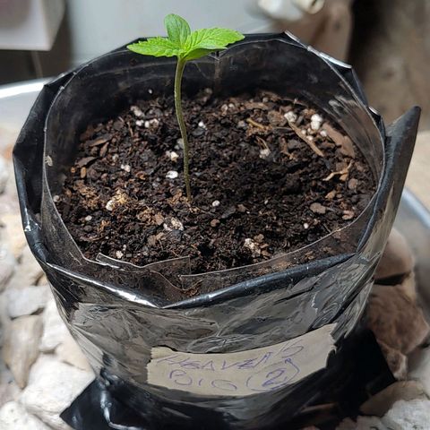 Big-Auto- #2 growlog timeline photo