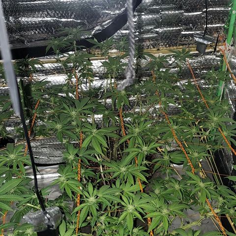 Nicol Punch #2 growlog timeline photo