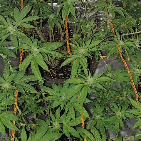 Nicol Punch #2 growlog timeline photo