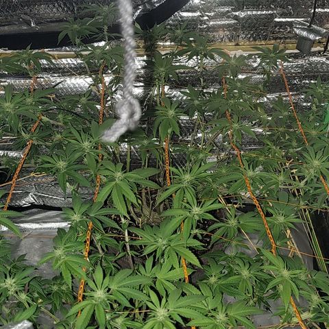 Nicol Punch #2 growlog timeline photo
