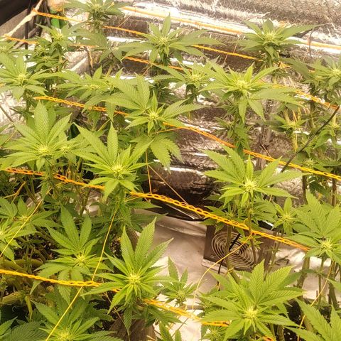 Nicol Punch #2 growlog timeline photo