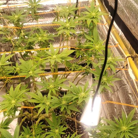Nicol Punch #2 growlog timeline photo