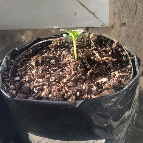 Foto de la cronología del growlog de Big-Auto- #1