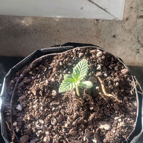 Foto de la cronología del growlog de Big-Auto- #1