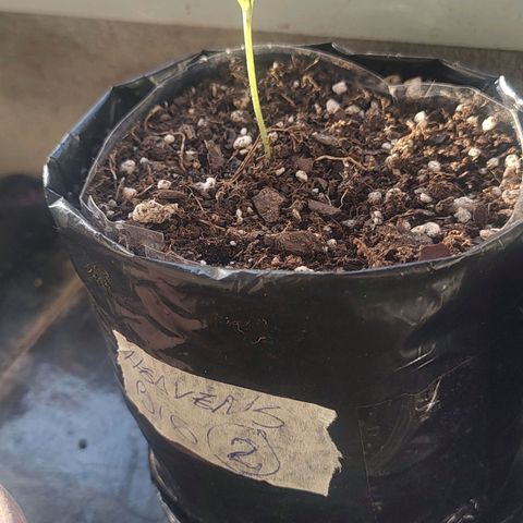 Big-Auto- #2 growlog timeline photo