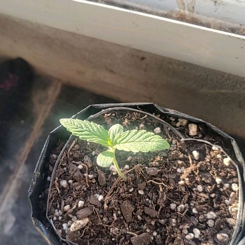 Big-Auto- #2 growlog timeline photo