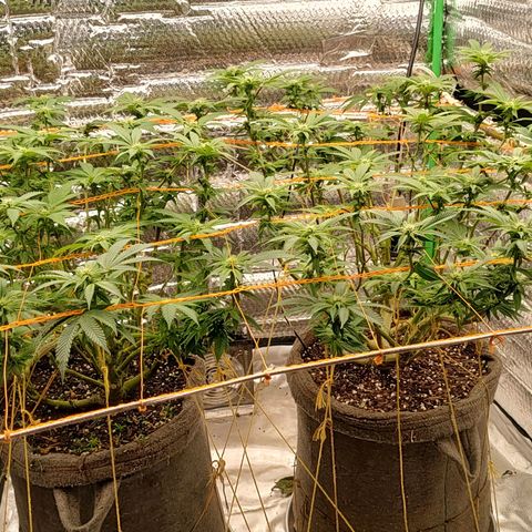 Nicol Punch #2 growlog timeline photo