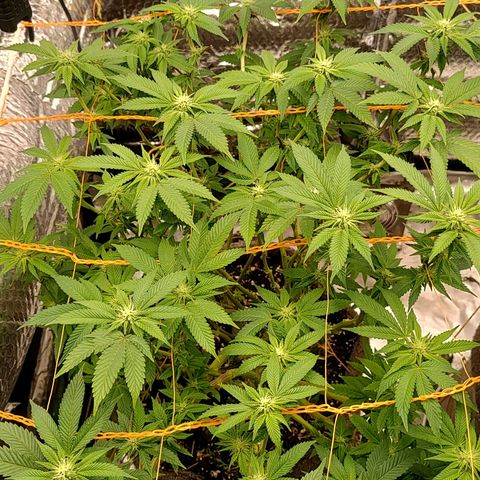 Nicol Punch #2 growlog timeline photo