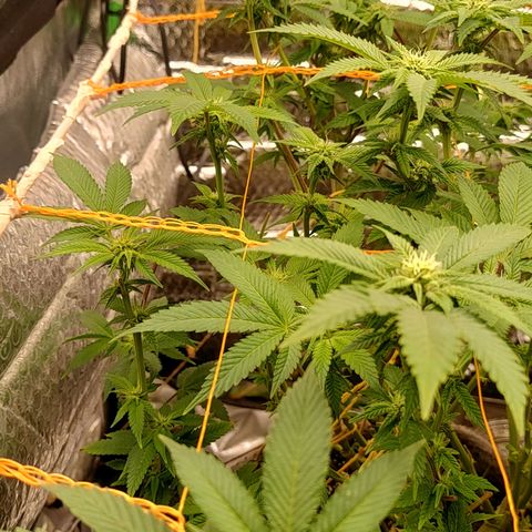 Nicol Punch #2 growlog timeline photo