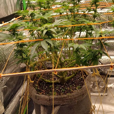 Nicol Punch #2 growlog timeline photo