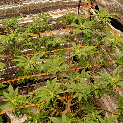 Nicol Punch #1 growlog timeline photo