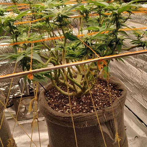 Nicol Punch #1 growlog timeline photo