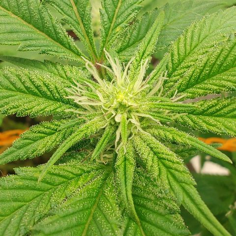 Nicol Punch #1 growlog timeline photo