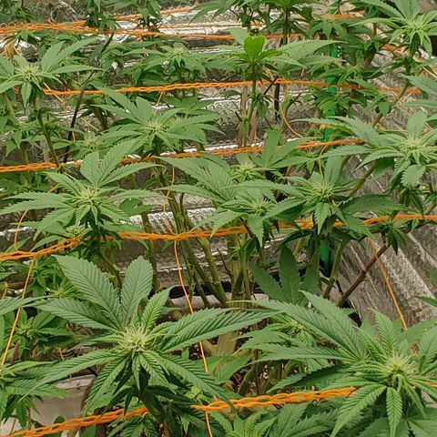 Nicol Punch #1 growlog timeline photo