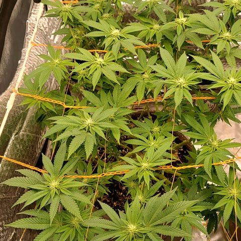 Nicol Punch #1 growlog timeline photo