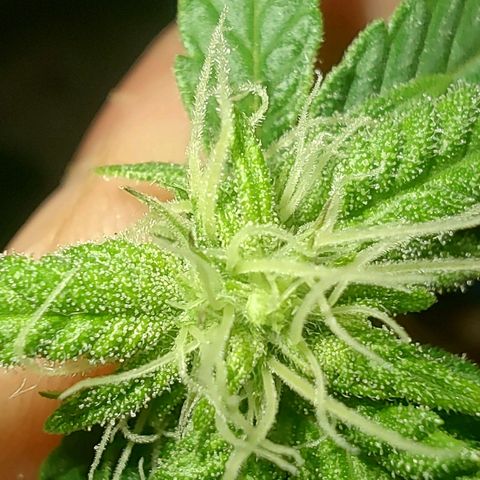 Nicol Punch #1 growlog timeline photo