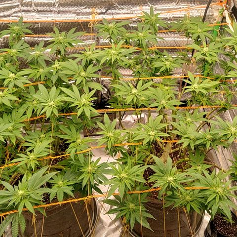 Nicol Punch #2 growlog timeline photo