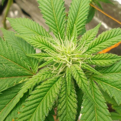Nicol Punch #2 growlog timeline photo