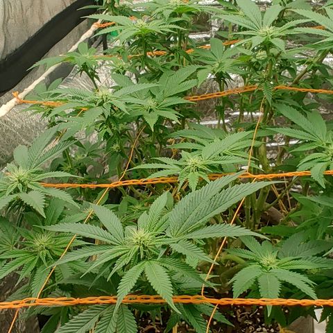 Nicol Punch #2 growlog timeline photo