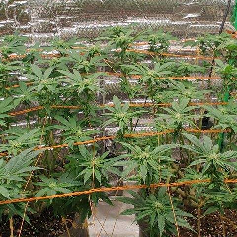Nicol Punch #2 growlog timeline photo