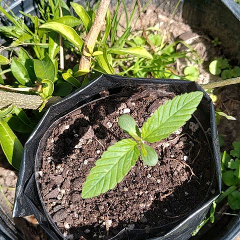 Big-Auto- #2 growlog timeline photo