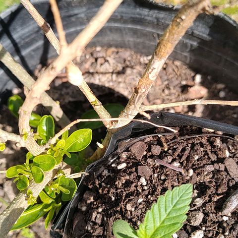 Foto de la cronología del growlog de Big-Auto- #1