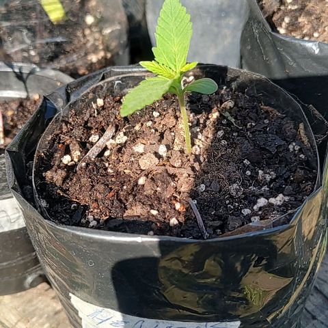 Foto de la cronología del growlog de Big-Auto- #1
