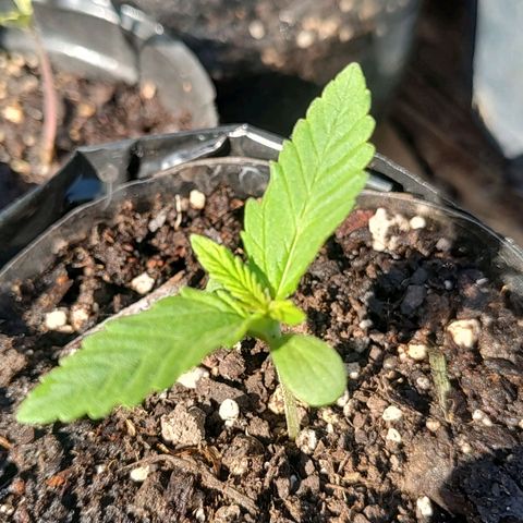 Foto de la cronología del growlog de Big-Auto- #1