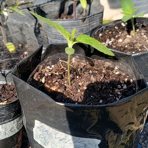 Big-Auto- #2 growlog timeline photo