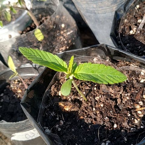 Big-Auto- #2 growlog timeline photo