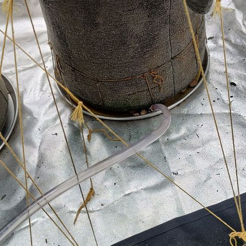 Nicol Punch #2 growlog timeline photo