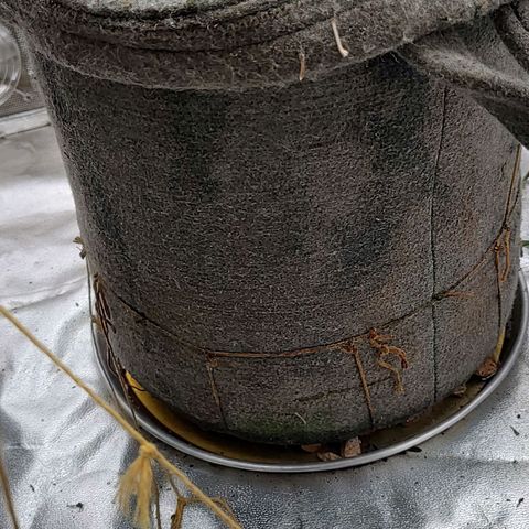 Nicol Punch #2 growlog timeline photo