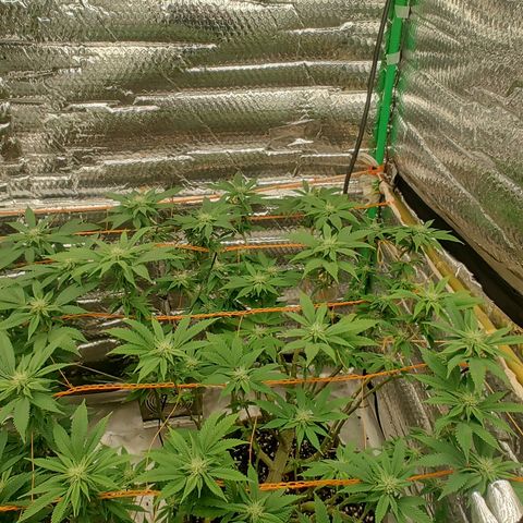 Foto de la cronología del growlog de Nicol Punch #1