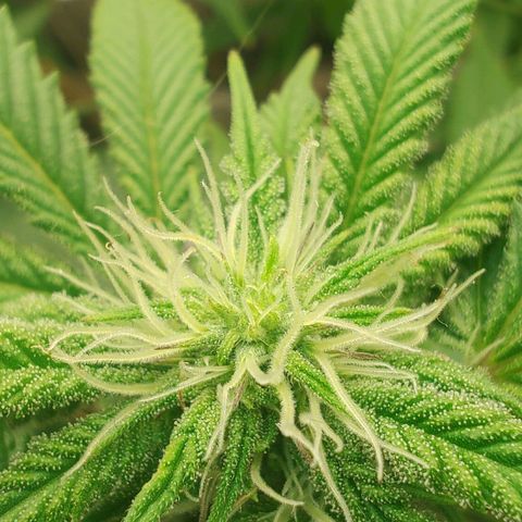 Foto de la cronología del growlog de Nicol Punch #1