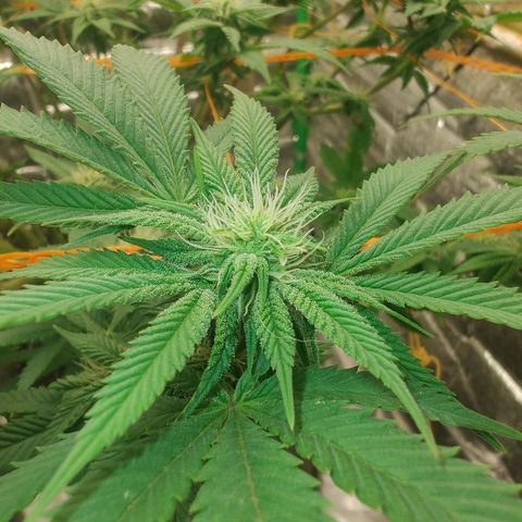 Foto de la cronología del growlog de Nicol Punch #1