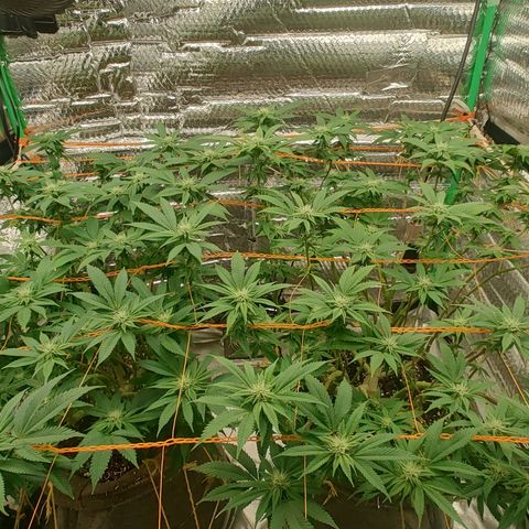 Nicol Punch #2 growlog timeline photo