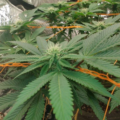 Nicol Punch #2 growlog timeline photo