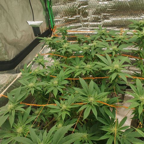 Nicol Punch #2 growlog timeline photo