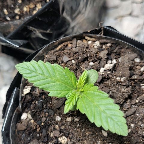 Foto de la cronología del growlog de Big-Auto- #1